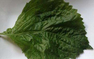 Shiso